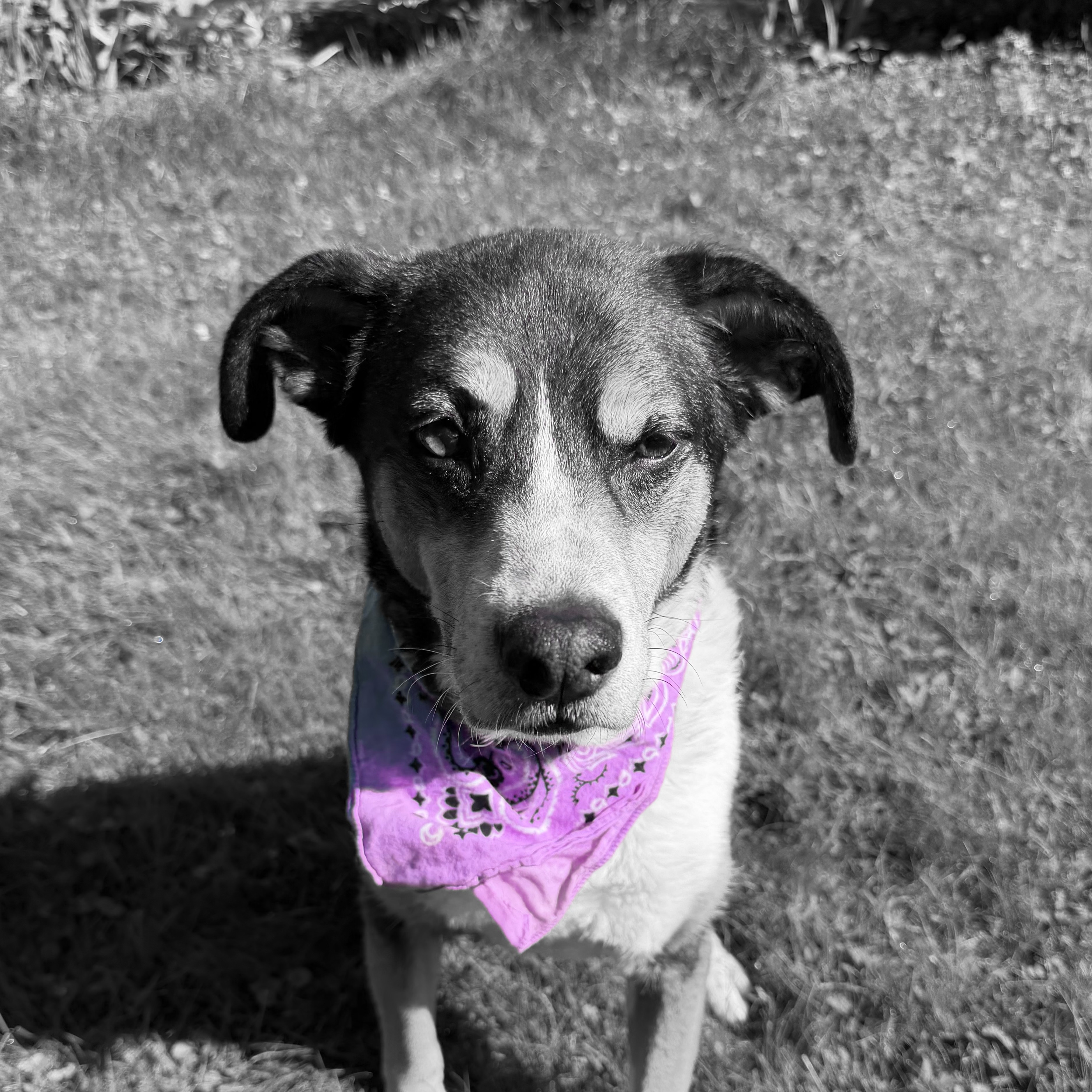 Myla
